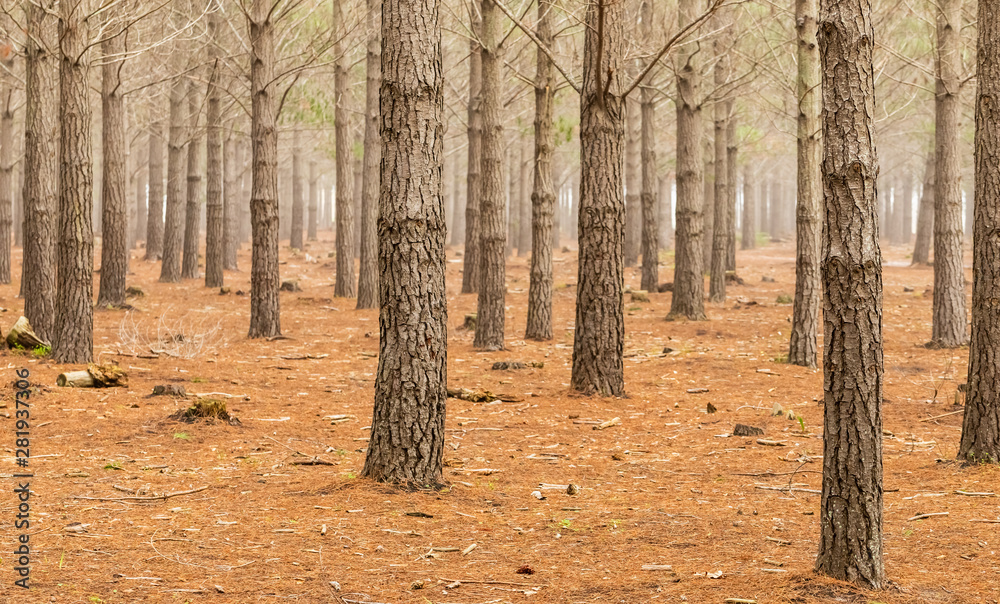 Pine Forest Plantation on a misty morning in Cape Town Pine Forest Plantation on a misty morning in Cape Town