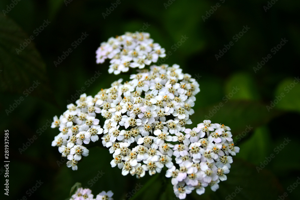small white flowers small white flowers