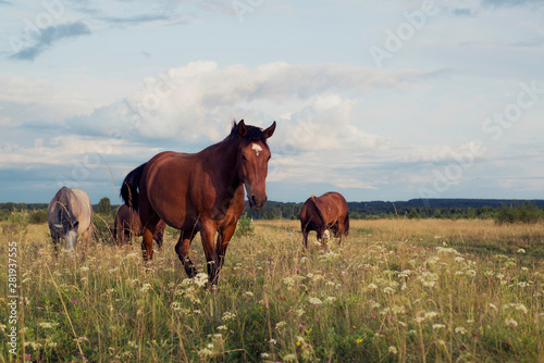 Horses graze on the field on a summer sunny day. © leonidis97