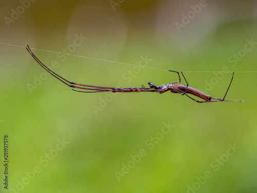 stilt spider stretched on its web 2 photo