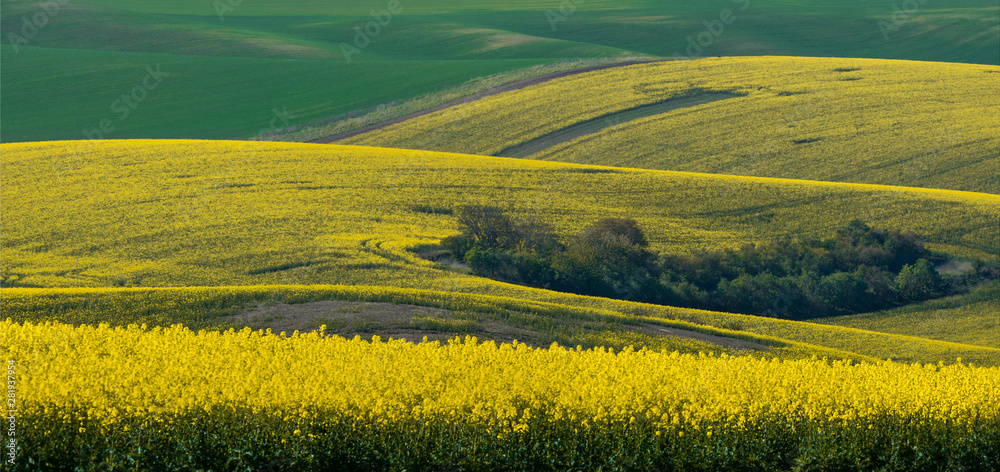 Beautiful and colorful abstract landscape, with rolling hills, green wheat fields and yellow rape fields in South Moravia, Czech Republic