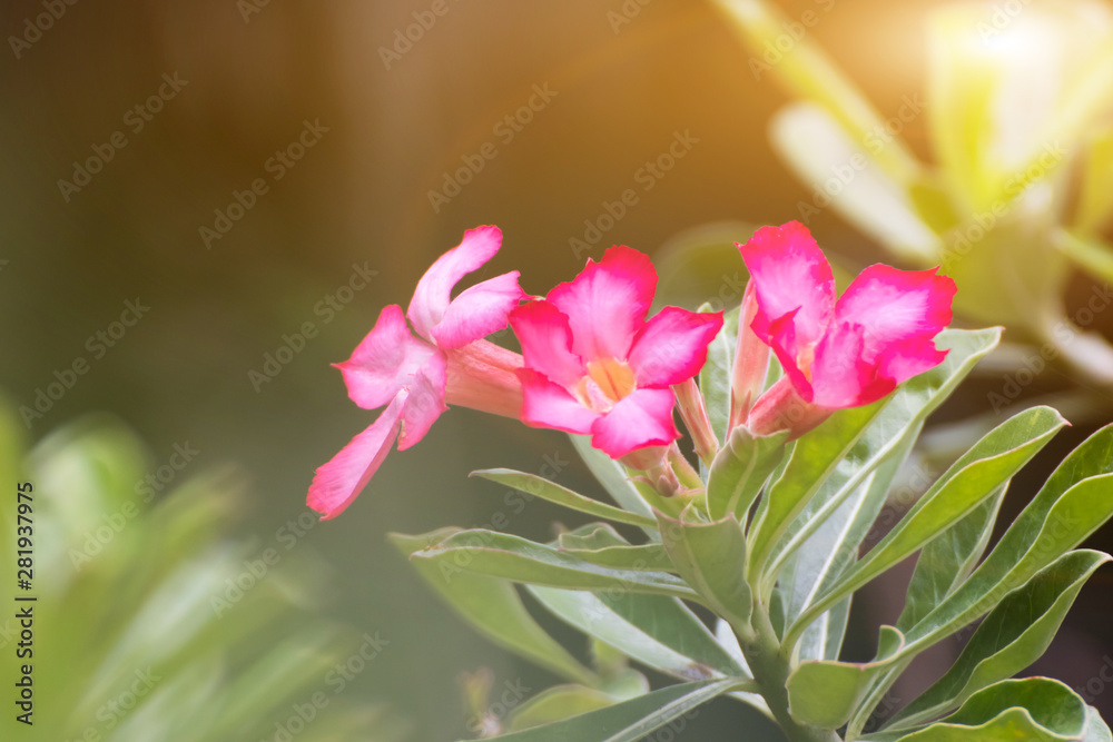 Blooming Pink Rhododendron or Pink bignonia flowers on background,Azalea flowers