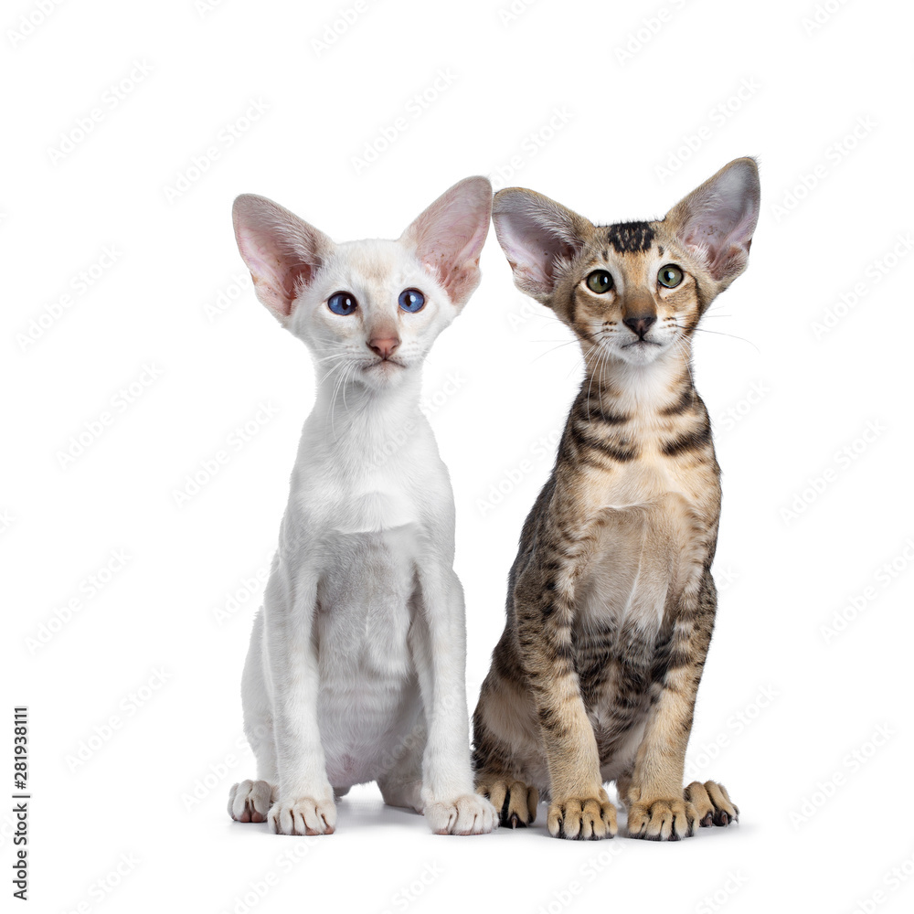 Siamese and Oriental Shorthair kitten, sitting together side by side. Looking at lens with green / blue eyes. Isolated on a white background.