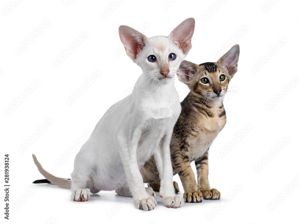 Siamese and Oriental Shorthair kitten, sitting together side by side side ways. Looking beside lens with green / blue eyes. Isolated on a white background.
