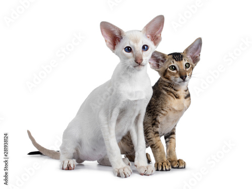 Siamese and Oriental Shorthair kitten, sitting together side by side side ways. Looking beside lens with green / blue eyes. Isolated on a white background. © Nynke