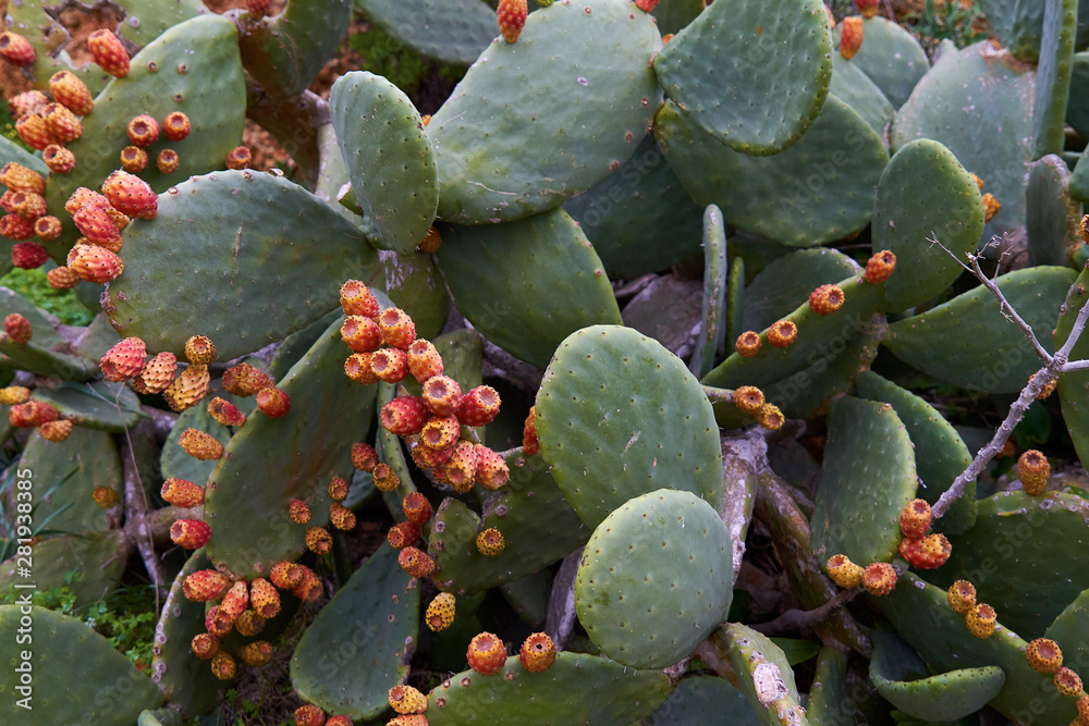 Cactus with fruit - detail photo