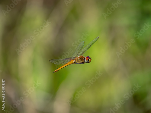 Obraz na plátne A wandering glider dragonfly in flight 4
