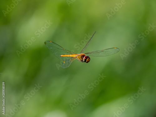 A wandering glider dragonfly in flight 7