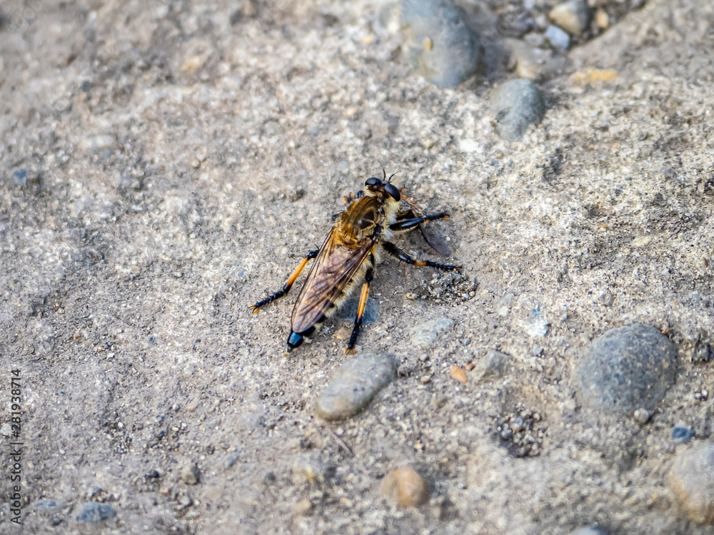 Shioya-abu robber fly on a rock 2