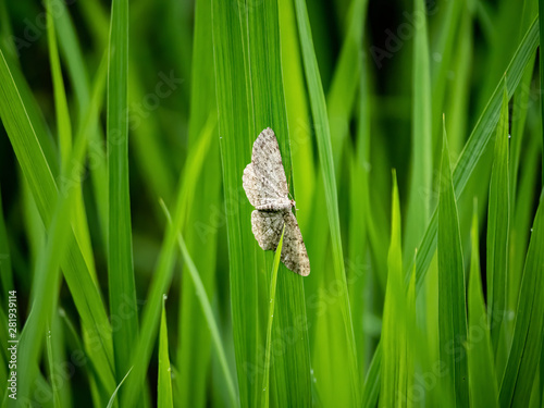 small engrailed moth on rice plants 2