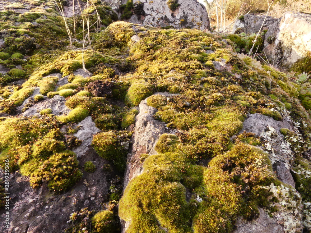 Moss (Bryophyta) creates amazing multi-colored paintings on stones and rocks. South Bug River (Ukraine)