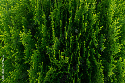 yellow-green guniper bush close-up
