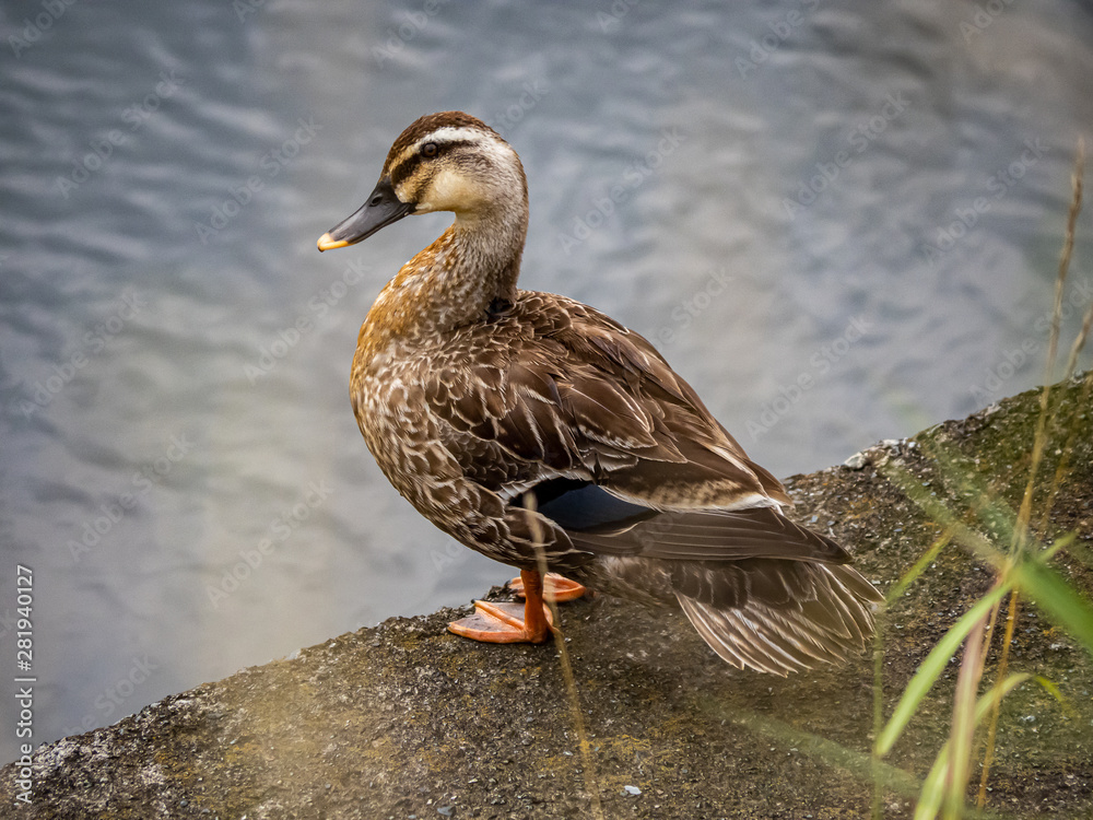 Fototapeta premium Eastern spot-billed duck standing beside a river