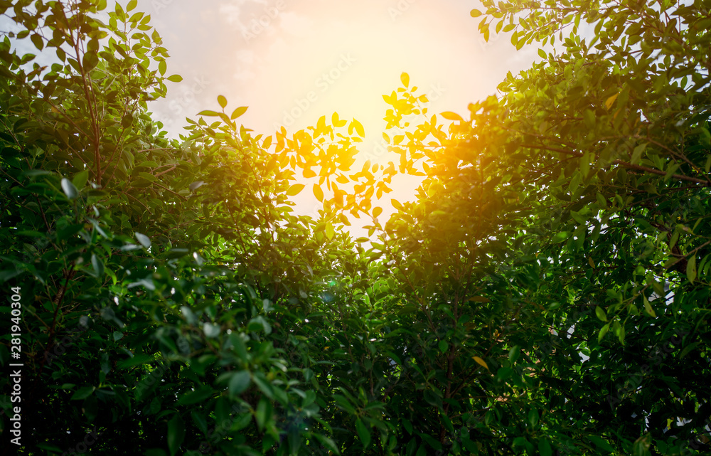 Fototapeta premium Green leaves pattern for summer or spring season concept with sunlight nature background.