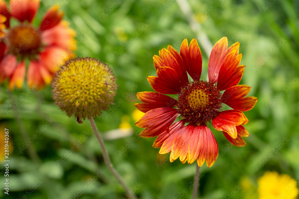 Orange-yellow gailardia flowers in the garden Orange-yellow gailardia flowers in the garden