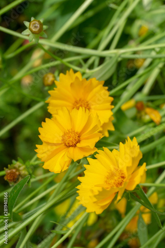 yellow flowers with green background