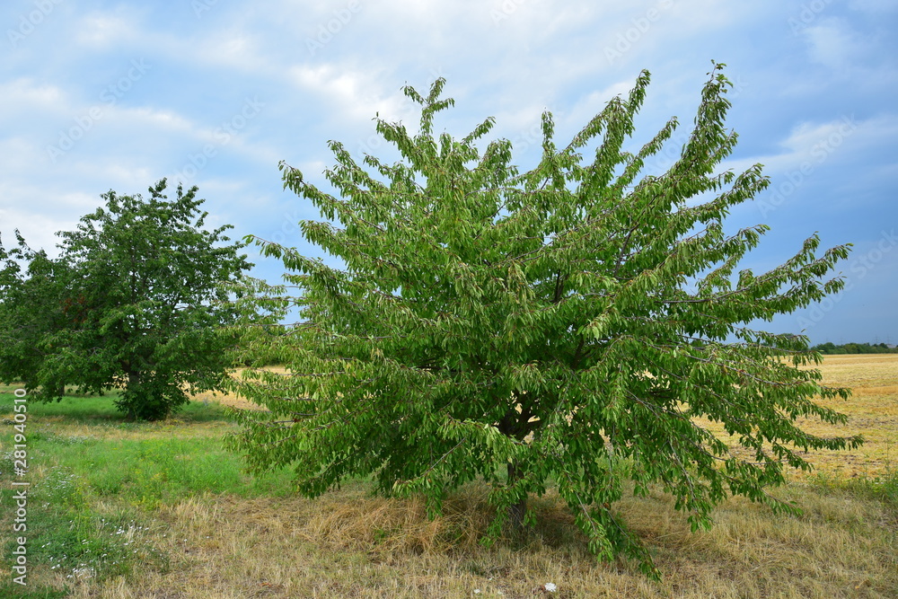 A cherry tree suffering from dryness. A cherry tree suffering from dryness.