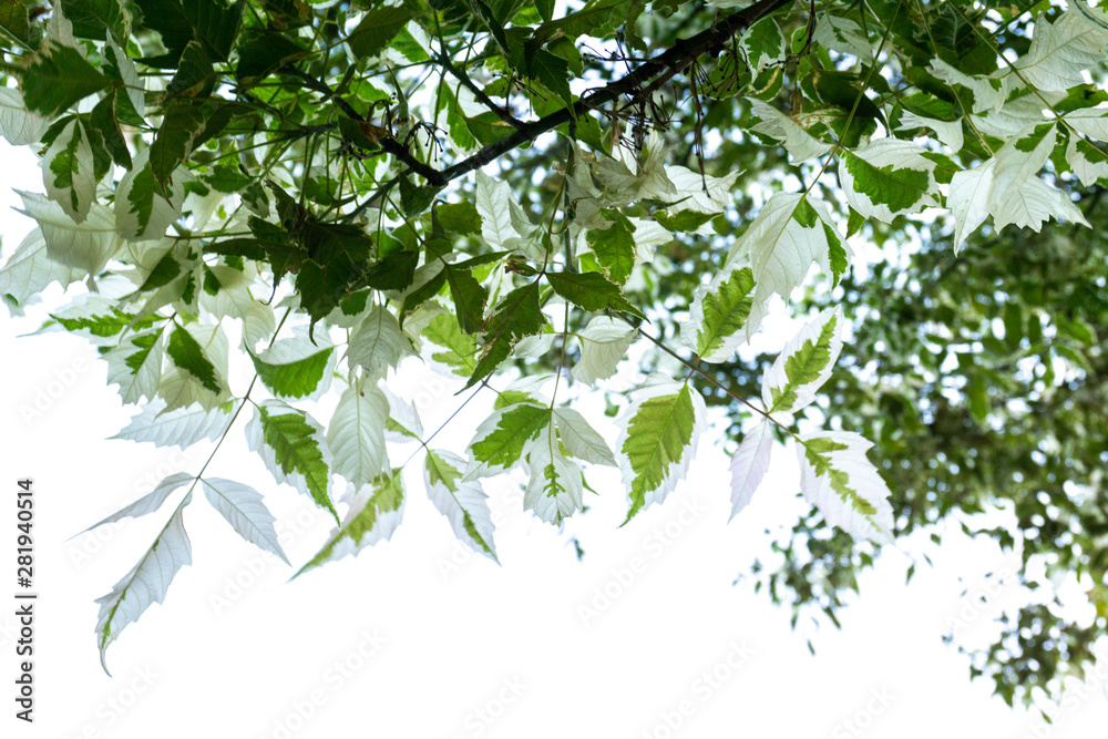 Tree branch with white-green leaves against the sky Tree branch with white-green leaves against the sky