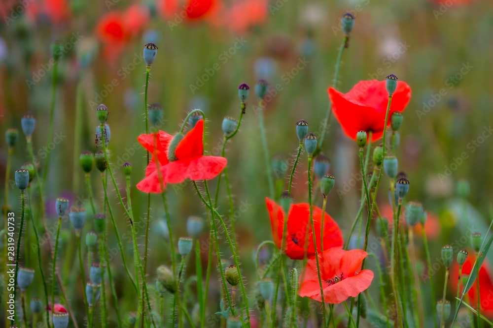 Obraz premium Feld mit wilden Mohnblumen