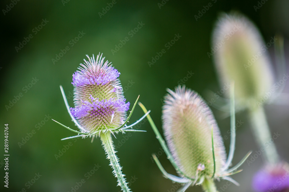 Schlitzblättrige Karde (Dipsacus laciniatus) Schlitzblättrige Karde (Dipsacus laciniatus)