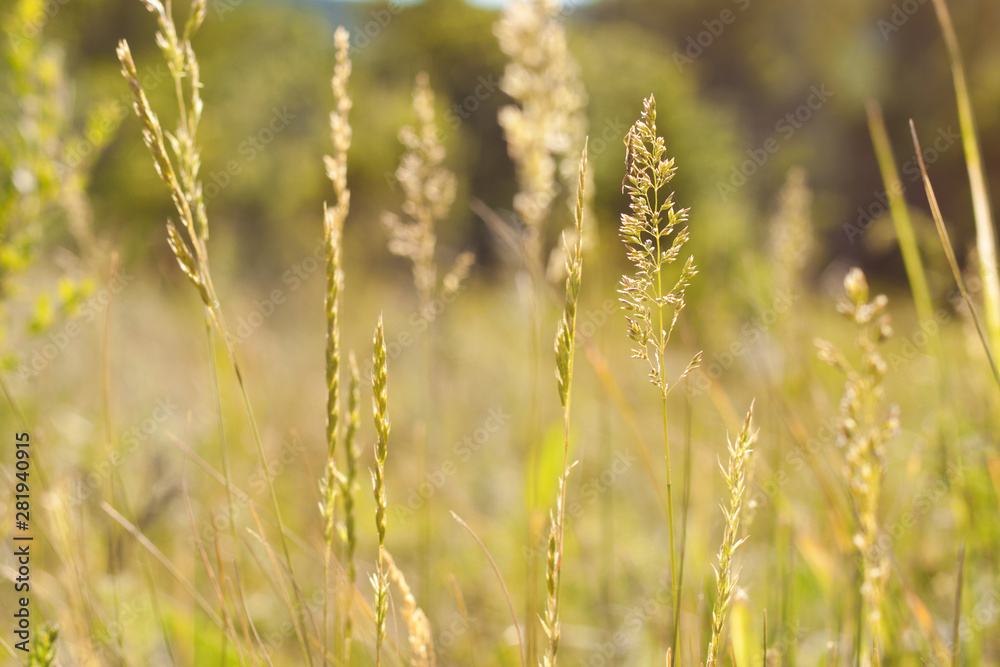 Blades of grass on the background of a flowering meadow in natural daylight Blades of grass on the background of a flowering meadow in natural daylight