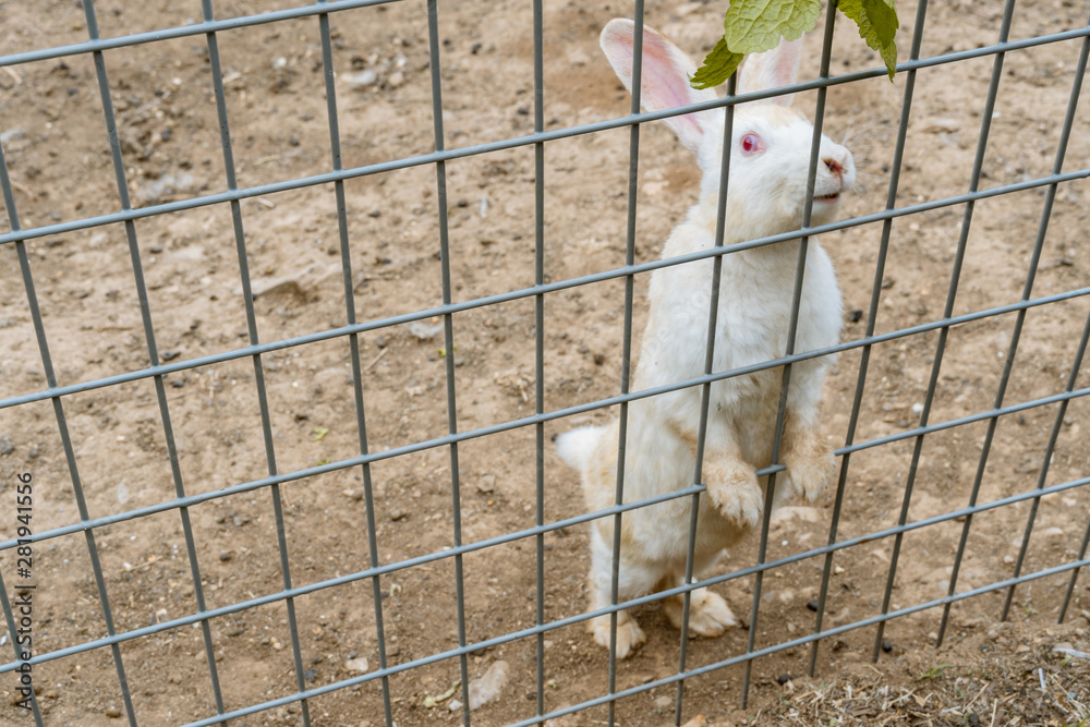 Fototapeta premium The white rabbit in the cage, standing on tiptoe, squinting at the camera