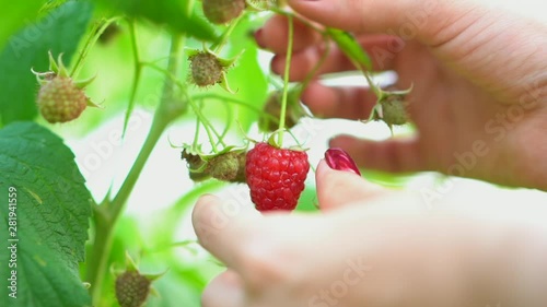 Female hand pick ripe raspberry from bush. Branch in fruit garden. Clean orchard, harvest, sweet food concept. photo