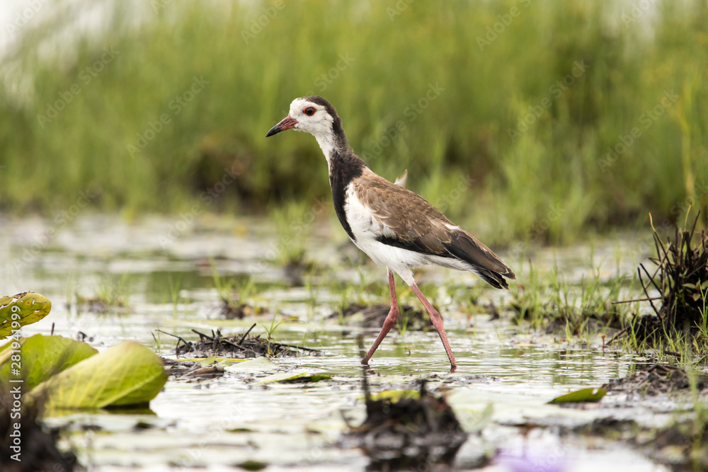 A long-toed lapwing walking on water ina swamp A long-toed lapwing walking on water ina swamp
