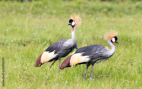 Two grey crowned crane in a meadow