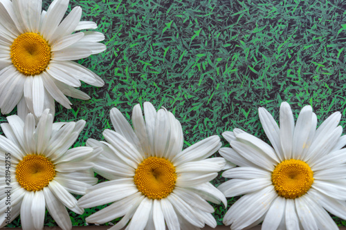 Chamomile on a green grassy background. copy space