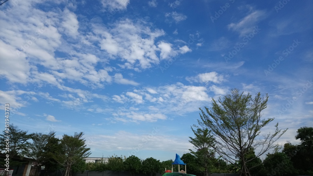 Obraz premium palm trees and sky