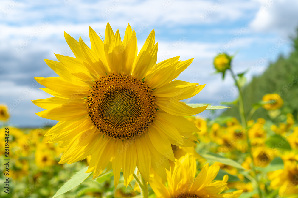 One Young cheerful sunflower on sky with clouds One Young cheerful sunflower on sky with clouds