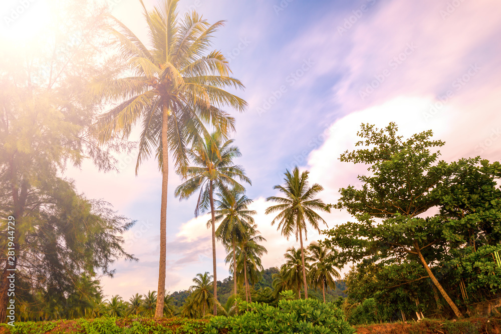 Palm trees at tropical coast, jungle background Palm trees at tropical coast, jungle background