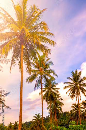 Palm trees at tropical coast, jungle background
