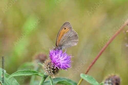 A meadow bird - Hay-fever ( Coenonympha pamphilus ) on purple blossom in front of green nature