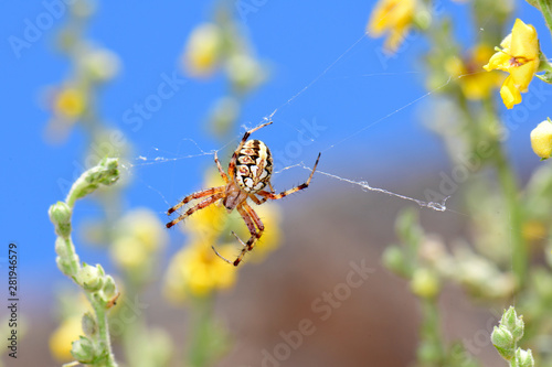 Radnetzspinne (Neoscona cf. adianta) auf dem Peloponnes, Griechenland - heathland orbweaver in Greece photo