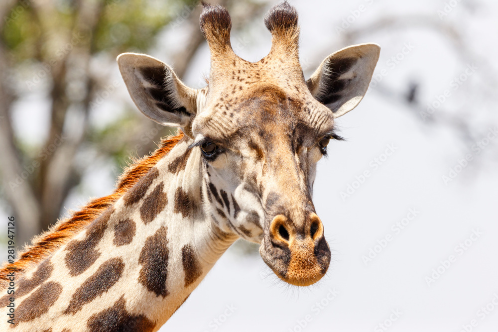 Close up of a giraffe in africa