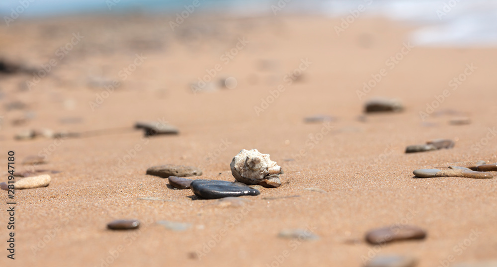 mollusk shells on the seashore, ocean coast mollusk shells on the seashore, ocean coast