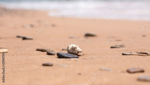 mollusk shells on the seashore, ocean coast