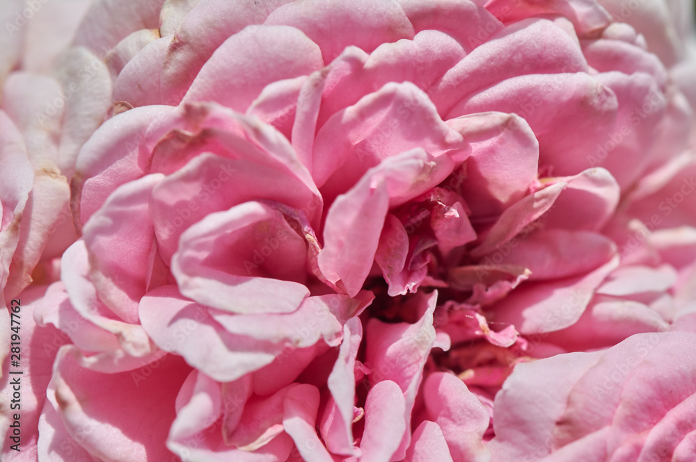 Macro shot of the core of a pink rose. Petals of a blossoming flower close-up.