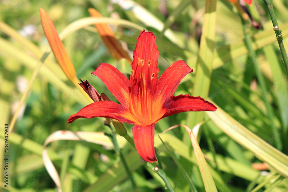 Obraz premium flowers; buds; summer; background; bright; branch; flora; multicolored; nature; petals; lily