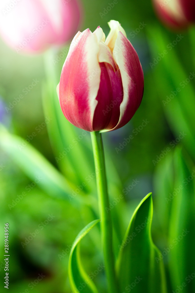 Fototapeta premium tulip in the garden.
