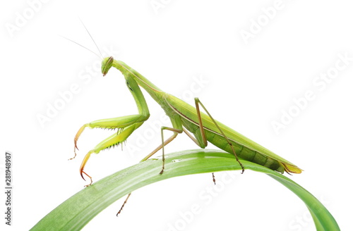 European Mantis or Praying Mantis on green leaf, isolated on white © dule964
