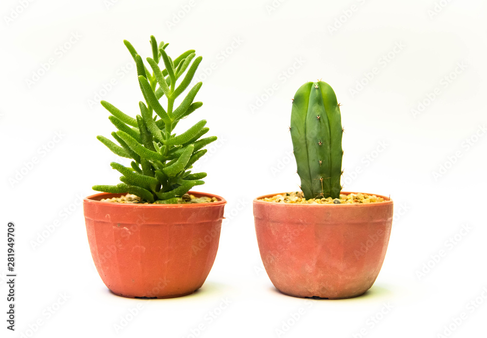 Cactus in pot of white background Cactus in pot of white background