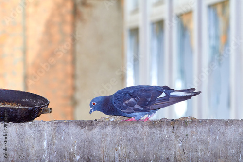 Pigeons close-up on a combined background