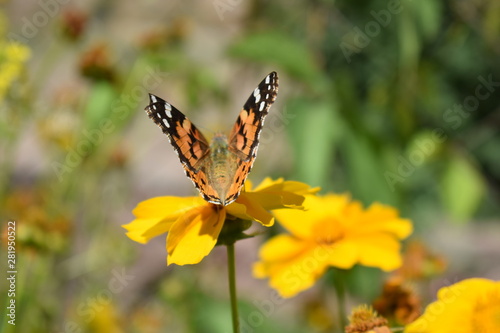 butterfly on a flower macro summer