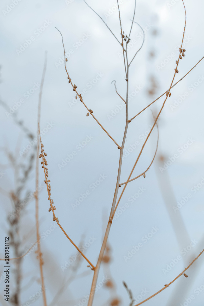 branch of a tree soft background branch of a tree soft background