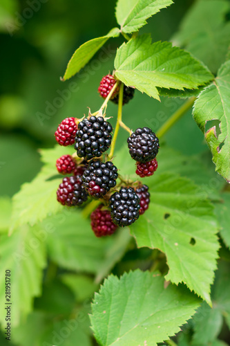Close up of ripe and unripe blackberries on the bush with selective focus. Bunch of berries