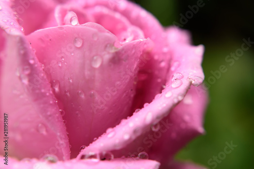  Close up of a beautiful pink rose after the rain. water drops on the petals. selective focus.