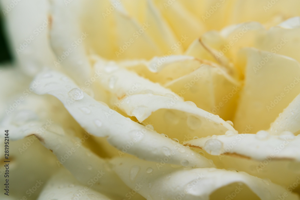 Close up of water drops on petals of flower Close up of water drops on petals of flower